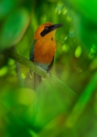 Momot skoricovy - Baryphthengus martii - Rufous Motmot o7849